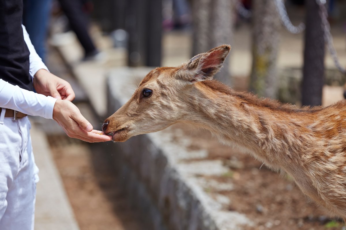 Kuala Lumpur Deer Park